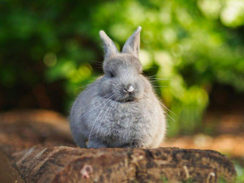 ペットケア・ジャパン - Image 5